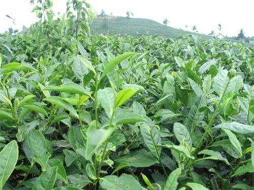 茶叶树如何种植,注意水分和营养,茶叶树防冻很重要