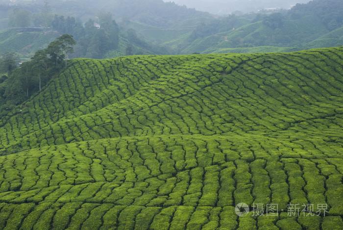 茶叶种植园产业