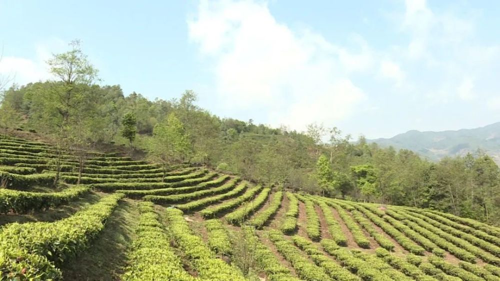 小茶叶托起大产业 绿叶子变成“金叶子”