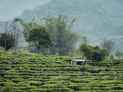 喜茶推出甄选茶园标准 打造供应链新模式把控茶叶品质