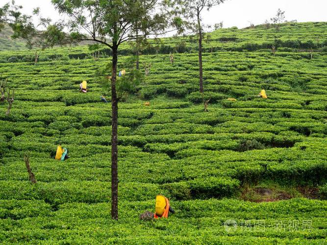 采茶人提着大篮子在山上的种植园里采摘茶叶