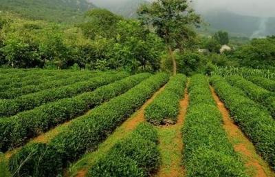 父子俩扎根农村种茶叶,年产茶叶三千斤,在当地茶产品中独树一帜