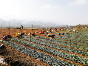 纳雍县全力打造高山生态茶产业品牌