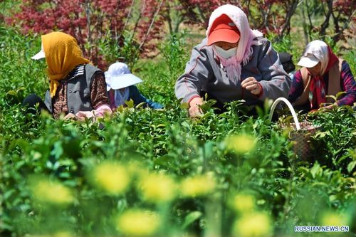 В Циндао начался сбор весеннего урожая чая
