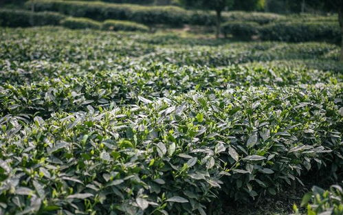 水溶肥在有机茶树种植中的应用
