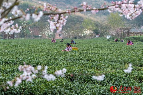 重庆南川 采摘增收致富茶