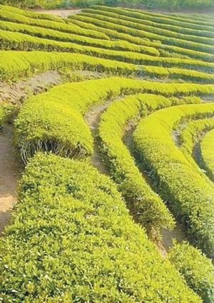 近年来,各级政府对茶叶产业给予了高度重视,加大了对茶产业的投入