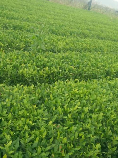 农丰种植 产地直销 茶叶种苗 茶树 茶苗 安吉白茶 量大从优